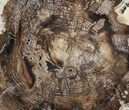 Petrified Wood (Conifer) Slab - McDermitt, Nevada #62591-1